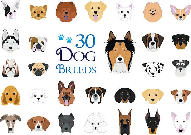 Vector illustration of 30 dog breeds Vector Collection in cartoon style