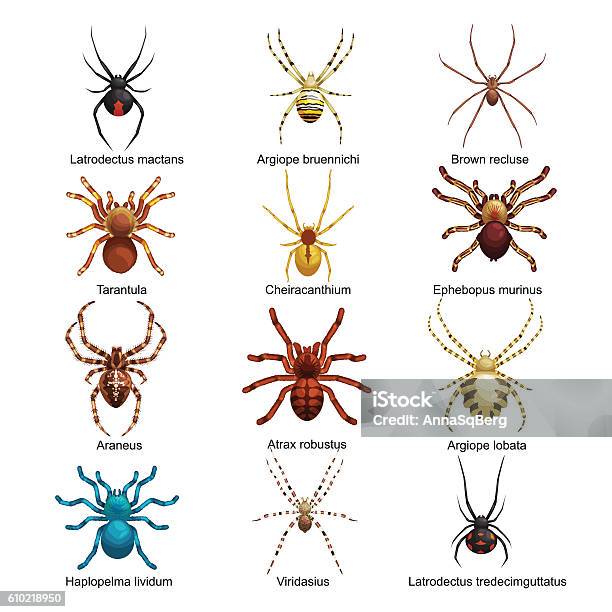 Spiders Cartoon Set Dangerous Insects Collection Stock Illustration - Download Image Now - Spider, Vector, Animal
