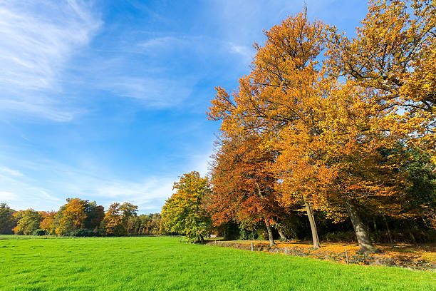 istock Colorful fall landscape with trees sky and meadow 610218968