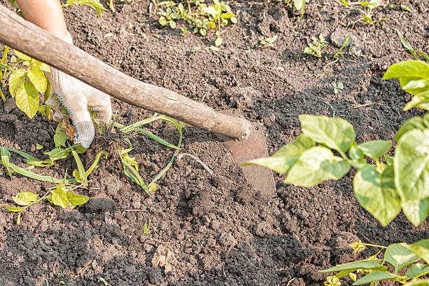 istock woman weeding hoe potatoes 610220634