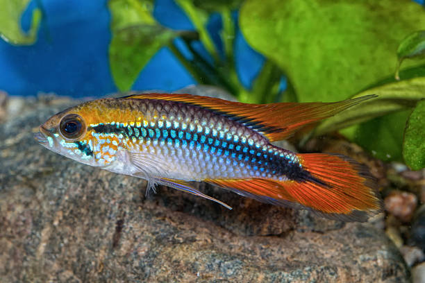 Cichlid fish Apistogramma agassizii in a aquarium Cichlid fish Apistogramma agassizii in a planted aquarium cichlid stock pictures, royalty-free photos & images