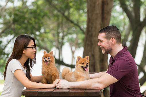 Happy mixed race couple spending time together with their pet dogs in the park.