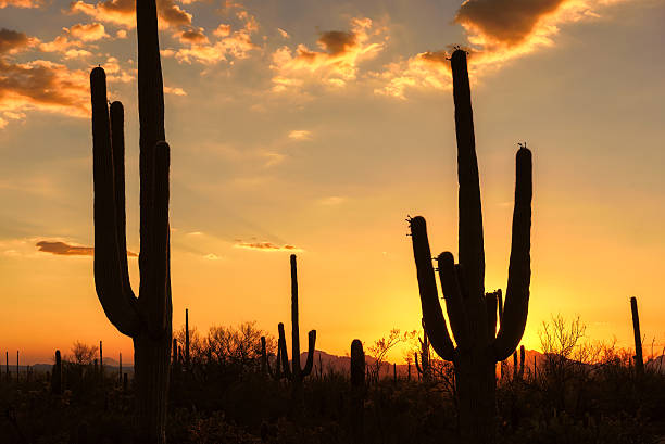 istock Saguaro Silhouette at Sunset in Arizona 610223408