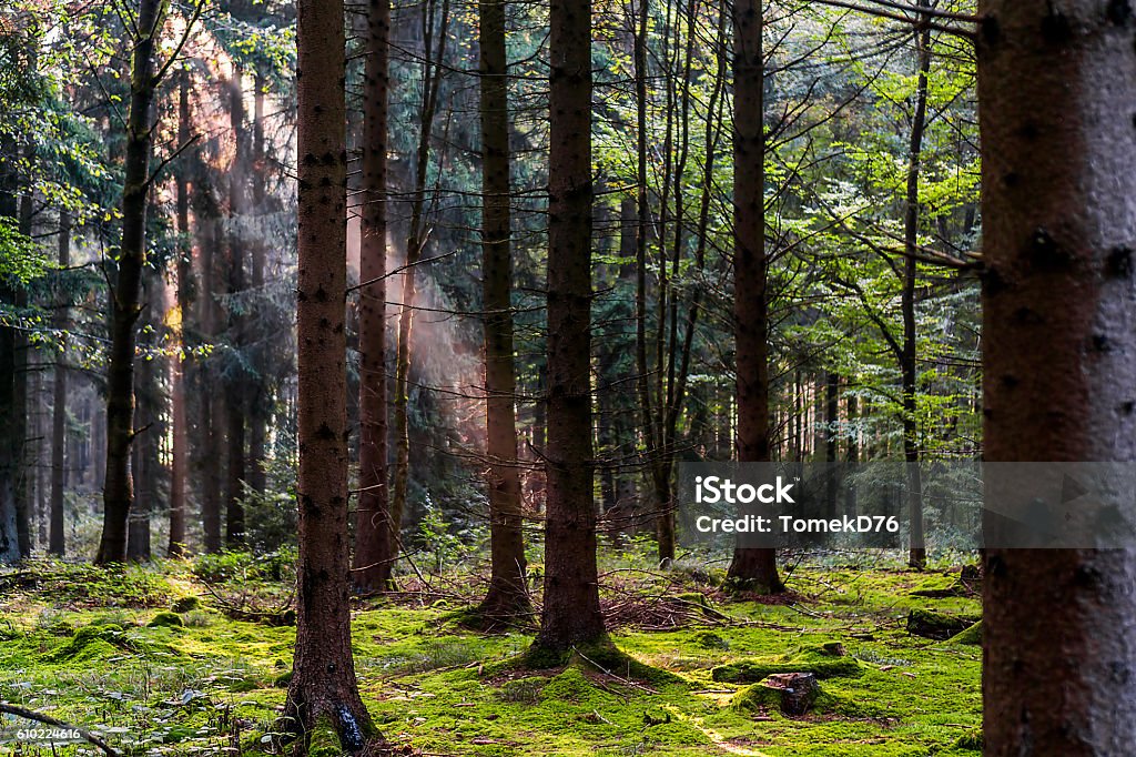 Den Herbst  - Lizenzfrei Nationalpark Bayerischer Wald Stock-Foto