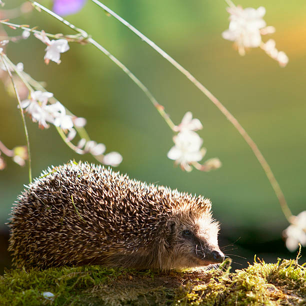 istock Hedgehog sitting on moss with flowers in sunlight 610224750
