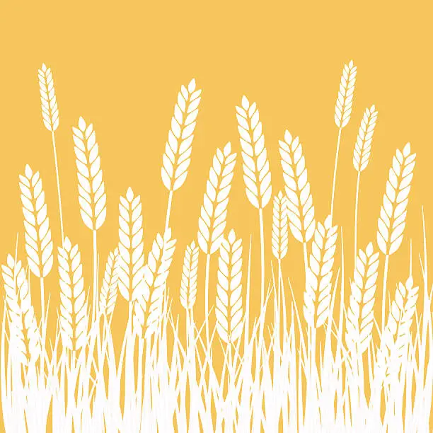 Vector illustration of Wheat Field and Sun Agriculture background