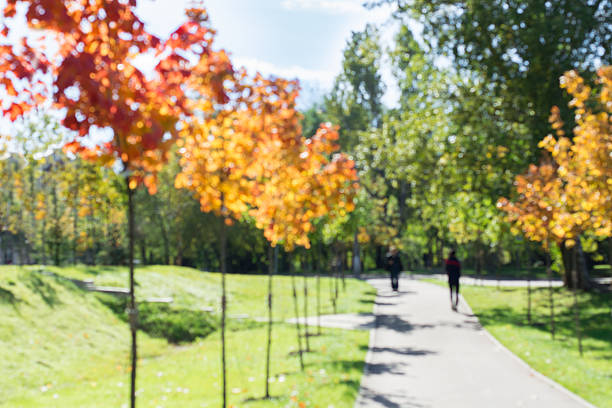 Autumn landscape in park. Blurred background. Bokeh.