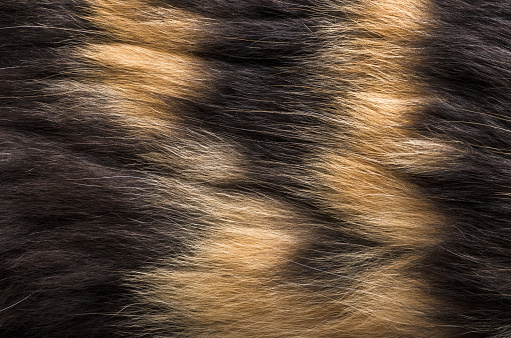 Cat Fur Texture Background. High Quality.
