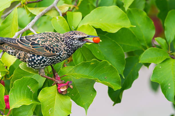 Cute brown female Eurasian Blackbird, Juvenile Common Blackbird (Turdus merula) eating red berries on the tree