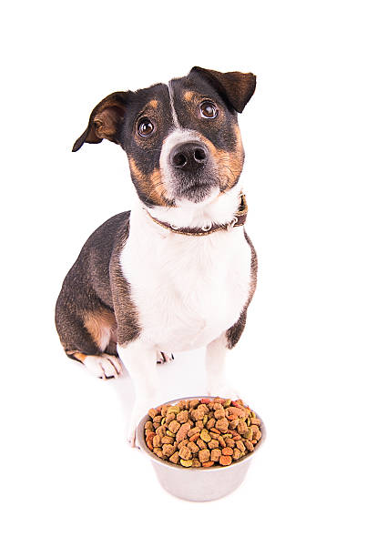 istock Jack Russell Terrier with a bowl on a white background 610227388