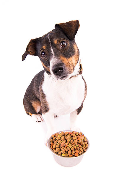 istock Jack Russell Terrier with a bowl on a white background 610227482