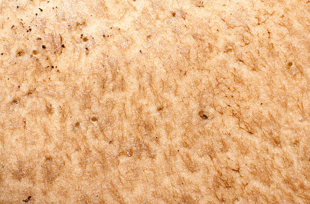 istock texture of orange-cap boletus 610227748