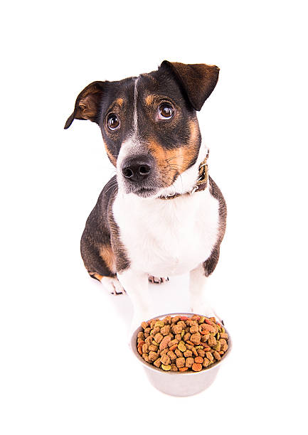 istock Jack Russell Terrier with a bowl on a white background 610227776