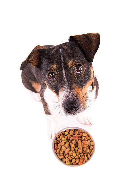istock Jack Russell Terrier with a bowl on a white background 610227840