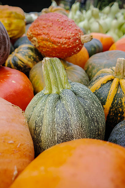 istock Diverse assortment of pumpkins. Autumn harvest. 610229620