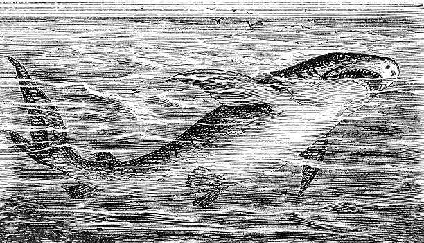 A hand drawn illustration of a shark from an old 1885 book \
