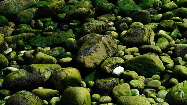 Green Rocks Lamorna cove  lamorna cove stock pictures, royalty-free photos & images