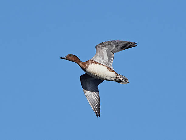 istock Eurasian wigeon (Anas penelope) 610230560