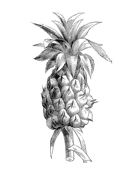 A hand drawn illustration of a pineapple from an old 1885 book \