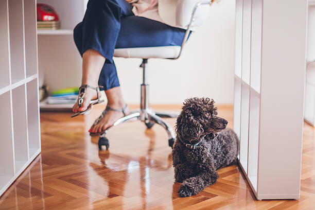 istock Dog lying in home office with legs in background 610231022