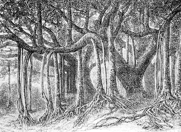 A hand drawn illustration of a mangrove forest from an old 1885 book \