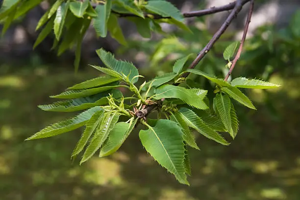 chestnut branch on a park
