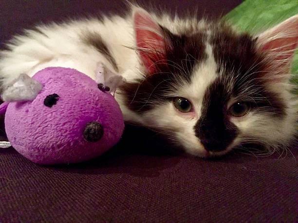 istock Kitten with purple soft toy 610232514