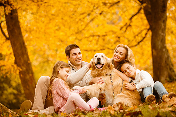 family and dog in autumn park - dog walking retriever golden retriever imagens e fotografias de stock