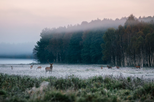 Ciervos rojos con su manada en el campo de niebla en Bielorrusia. photo