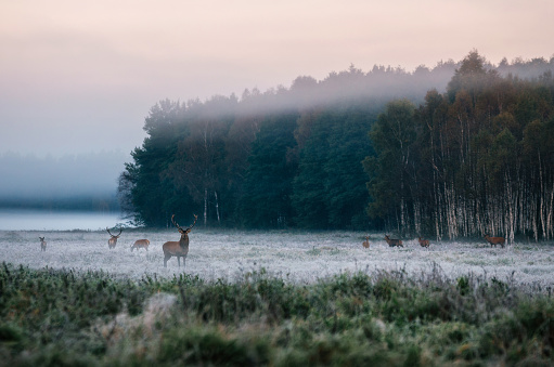 Stags thrash about in the foliage and adorn their antlers with grass and bracken, anything to make themselves look bigger and more dominant