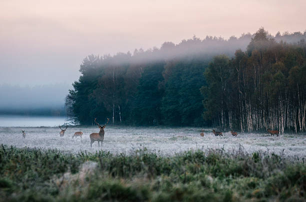 Red deer with his herd on foggy field in Belarus. Red deer leader and herd against misty forest early in the morning during the rut in Belarus doe deer silhouette stock pictures, royalty-free photos & images