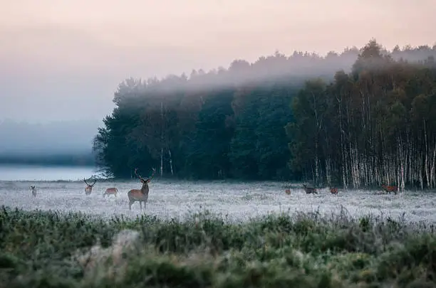 Red deer leader and herd against misty forest early in the morning during the rut in Belarus