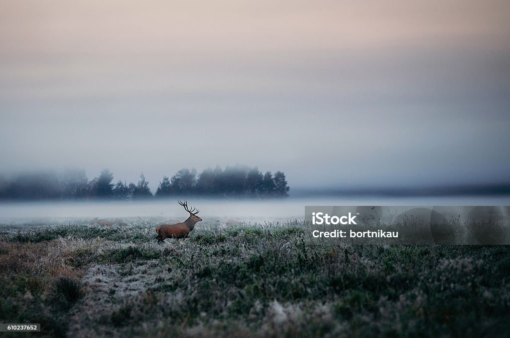 Red deer with antlers on foggy field the in Belarus. Beautiful red deer stag on the field near the foggy misty forest landscape in autumn in Belarus. Agricultural Field Stock Photo