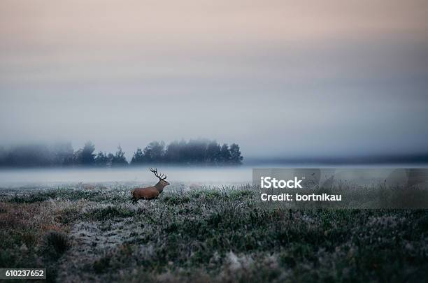 Red Deer With Antlers On Foggy Field The In Belarus Stock Photo - Download Image Now