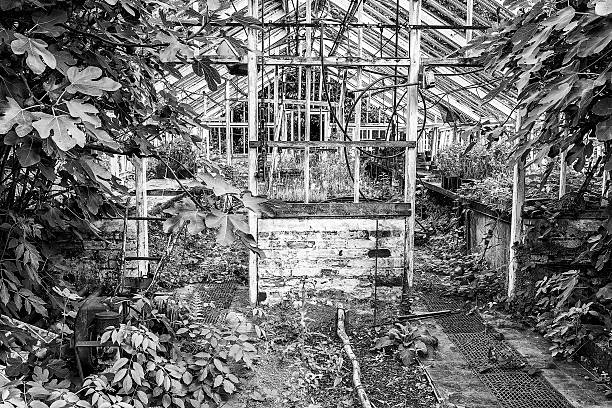 Beautiful old Victorian era greenhouse left ro ruin in old English garden in black and white