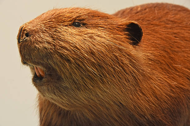 4,800+ Beaver Teeth Stock Photos, Pictures & Royalty-Free Images - iStock