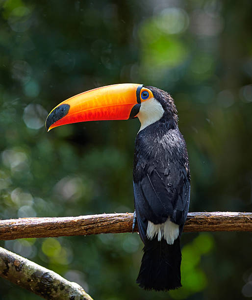 Toucan on the branch in tropical forest of Brazil stock photo