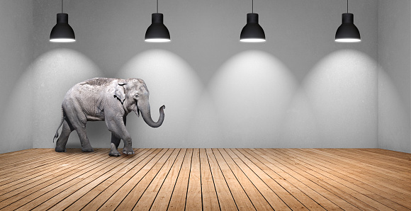 Elephant in domestic room hardwood floor with ceiling lights.