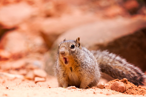 A small squirrel has a look of surprise on its face. 