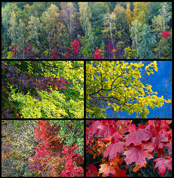 istock Autumn fall set forest foliage bright colorful texture background 610244210
