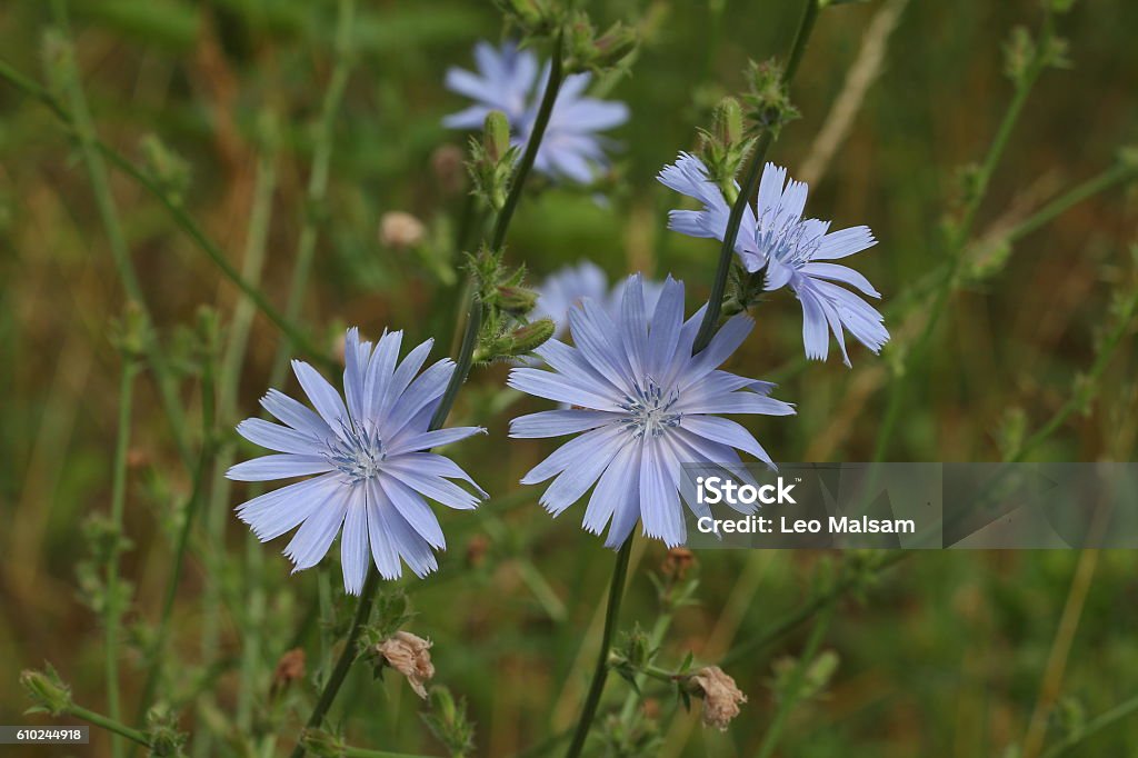 Chicory flower Chicory flower in the meadow lit by the morning sun Agricultural Field Stock Photo