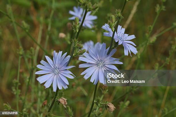 Chicory Flower Stock Photo - Download Image Now - Agricultural Field, Animal Wildlife, Beauty