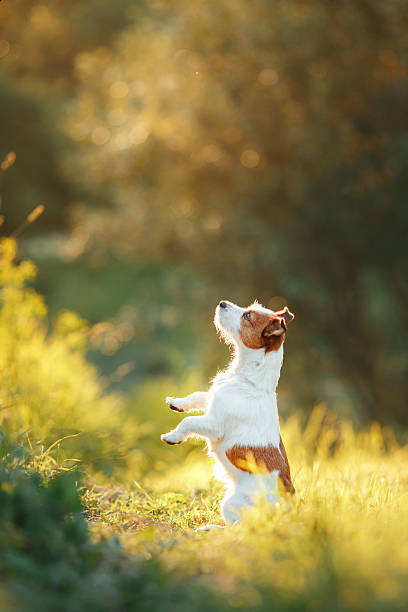 istock Dog Jack Russell Terrier in nature 610245150