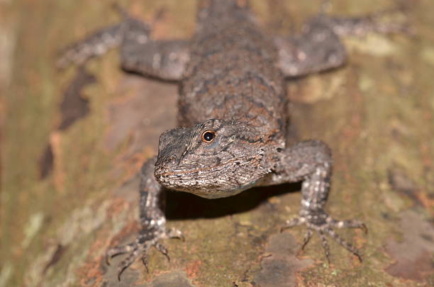 istock Fence lizard with head cocked and turned to one side 610245408