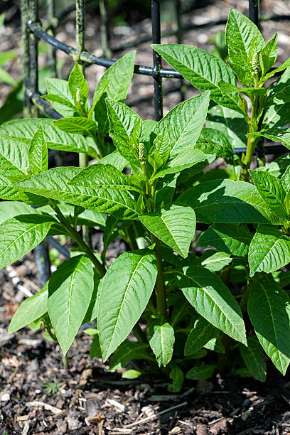 istock Atropa belladonna or Deadly Nightshade 610245466