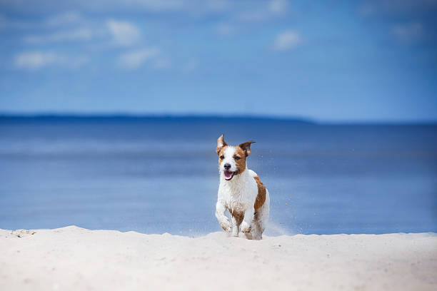istock Dog Jack Russell Terrier on the lake 610245476
