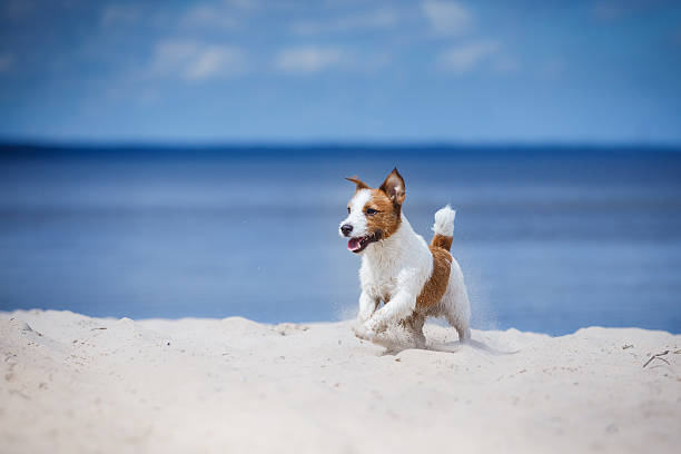 istock Dog Jack Russell Terrier on the lake 610245536