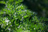 Artemisia absinthium or Absinthe wormwood