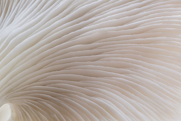 macro di sfondo astratto del fungo sajor-caju - funghi ostrica foto e immagini stock