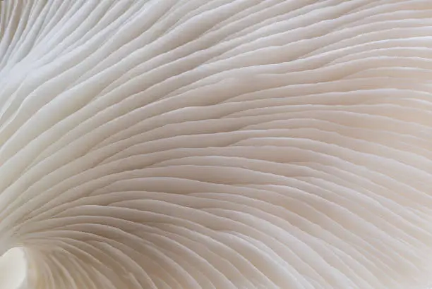 Photo of abstract background macro of Sajor-caju Mushroom